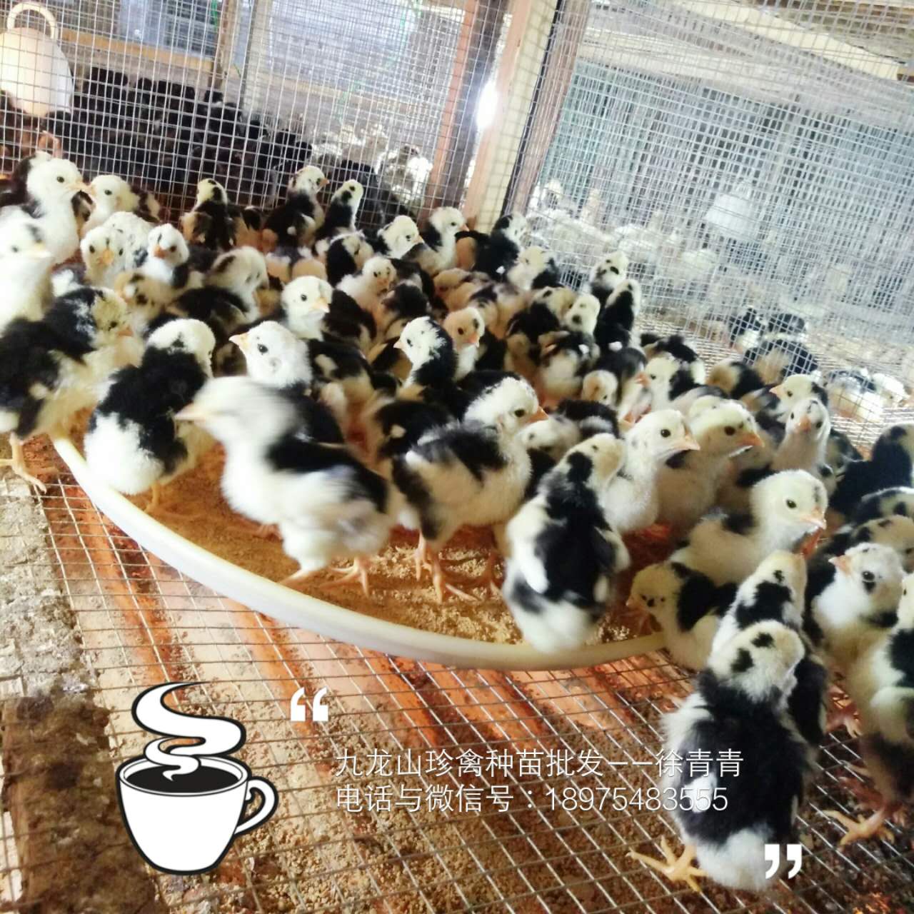 湖南贵妃鸡孵化场一手货源、湖南贵妃鸡苗多少钱一只 可提供养殖技术