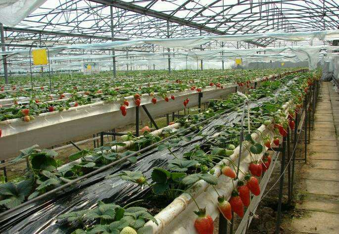 建一个无土栽培草莓采摘园多少钱 无土栽培设施
