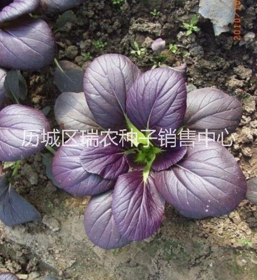 紫油菜 彩色观赏食用油菜种子批发