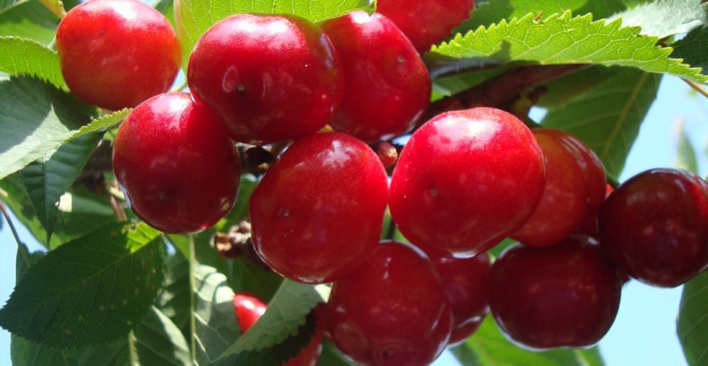 早红宝石大樱桃，樱桃新品种，樱桃树苗，优质樱桃图片