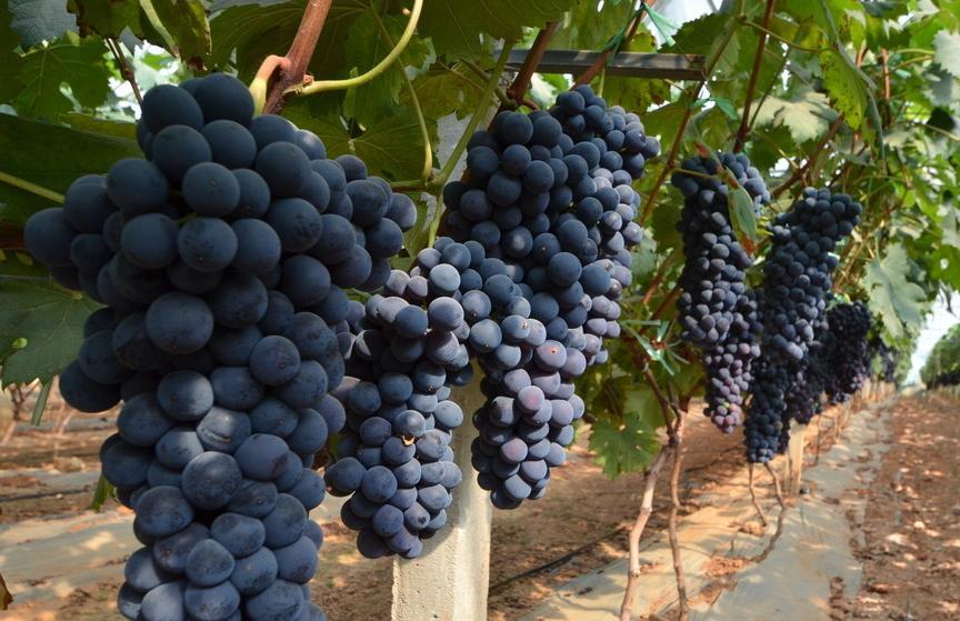 极早甜66葡萄新品种，好吃的极早甜葡萄，葡萄树苗新品种，优质葡萄，葡萄树苗批发