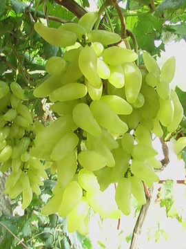金手指葡萄，新品种葡萄，葡萄树苗批发，优质葡萄树苗，葡萄树苗新品种