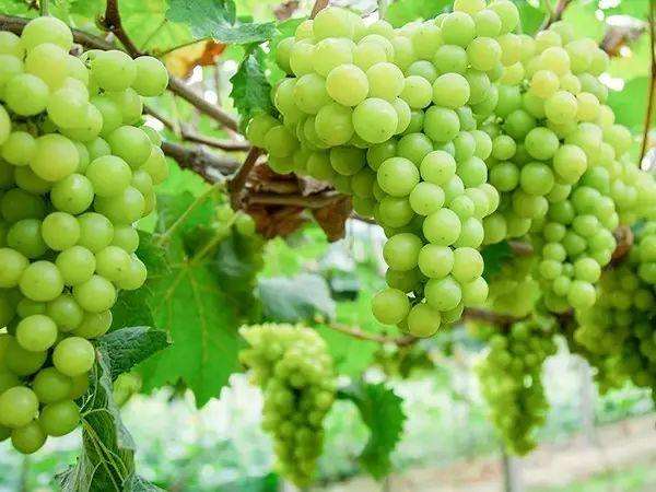 商丘市维多利亚葡萄厂家维多利亚葡萄，优质葡萄，好吃的葡萄，葡萄新品种，葡萄树苗价格