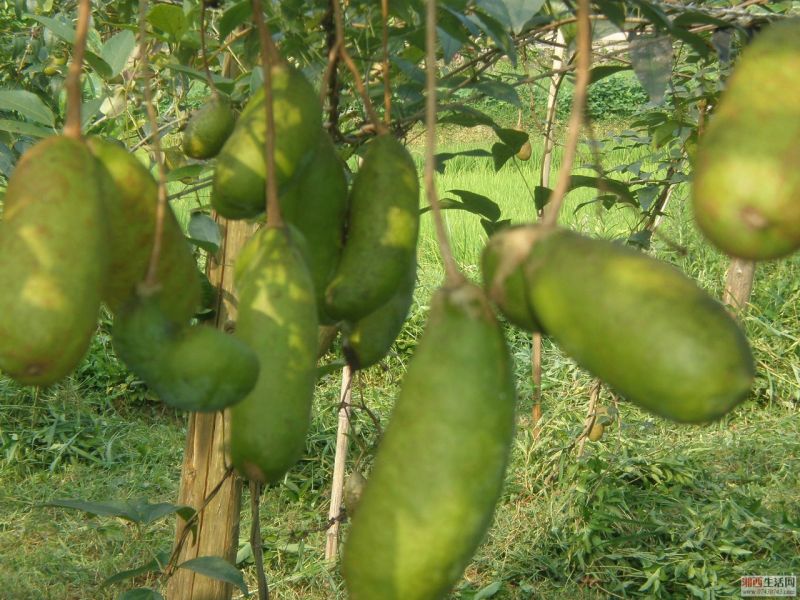 基地直供原生态营养水果九月黄金蕉苗开发  营养水果九月果黄金蕉独特开发图片