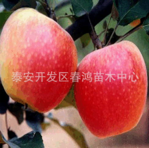 供应苹果苗 直销短枝苹果树苗 苹果苗繁育基地 嫁接苹果苗 红富士苹果苗图片