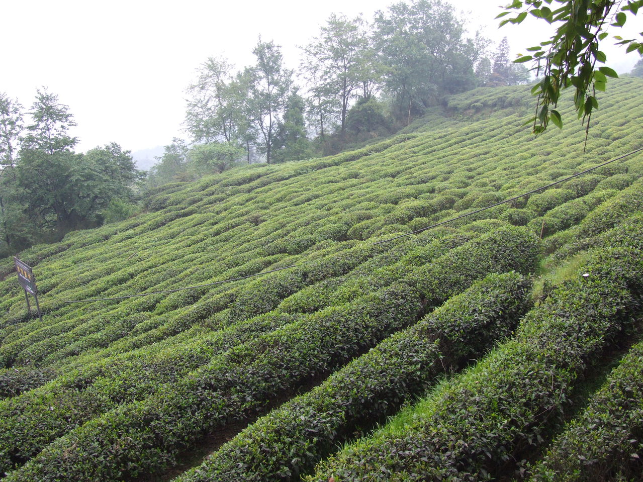广州绿茶绿茶市场茶叶白毛茶分析 韶关绿茶 绿茶市场 茶叶白毛茶