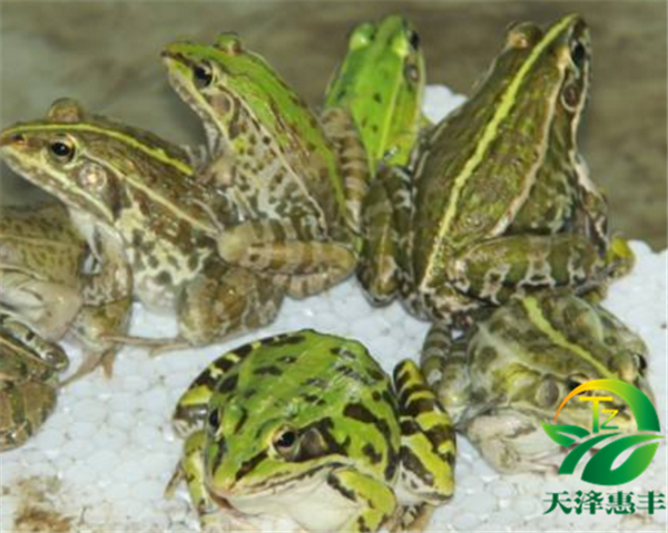 需求养殖青蛙的详细材料 青蛙养殖基地培训