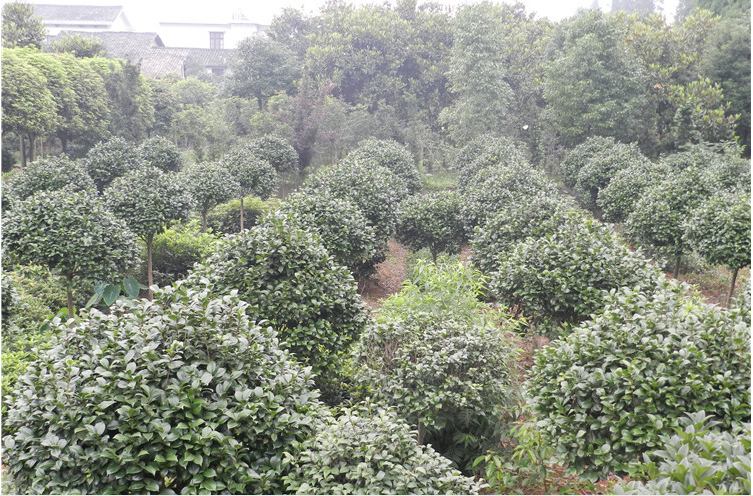 精品高杆茶花球图片 厂家报价 苗圃批发 质量保证 绿化灌木 四季常青图片