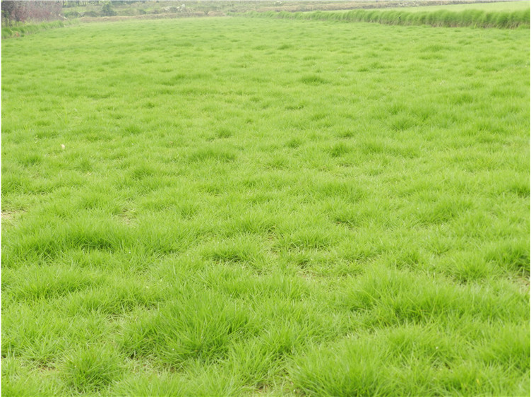 大量批发供应 马尼拉优质草坪 马尼拉草皮 农户直销价格 马尼拉草皮基地哪家好图片