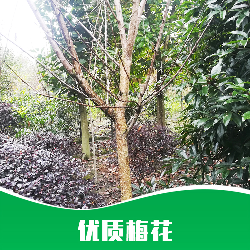 成都市成都梅花种植基地直销厂家成都梅花种植基地直销|梅花批发|梅花嫁接|梅花树苗|梅花嫁接|产地直销|批发价格|优势供应商