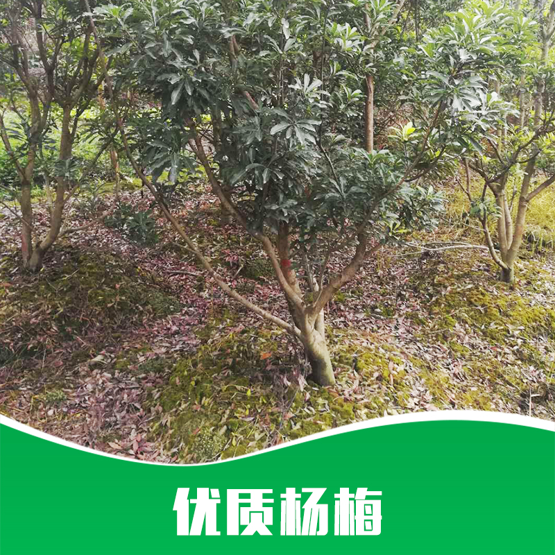 贵州杨梅种植，贵州杨梅基地，贵州杨梅批发图片