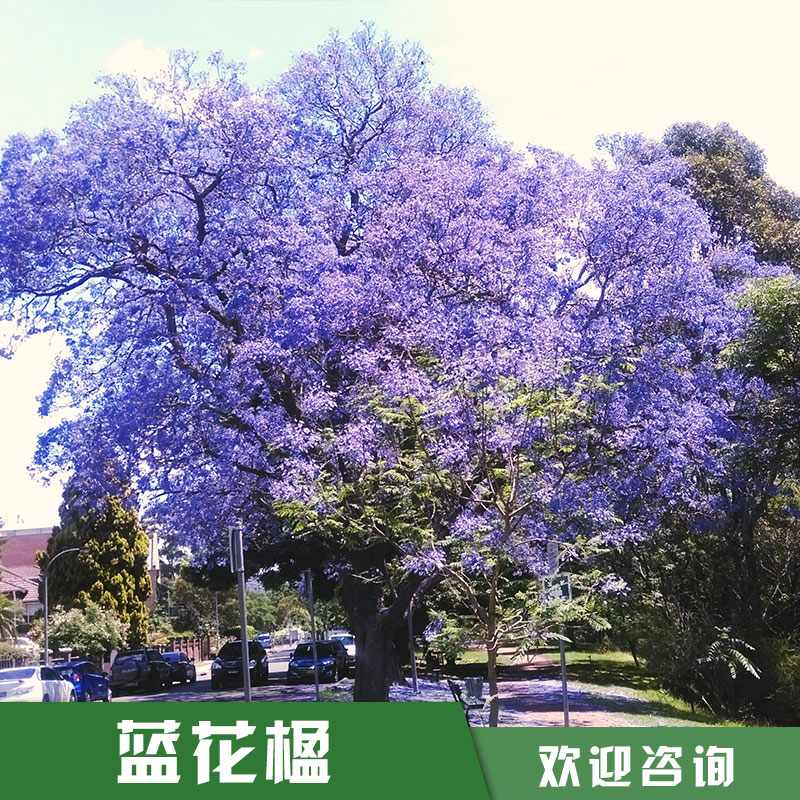 浙江蓝花楹基地 蓝花楹苗圃 蓝花楹价格