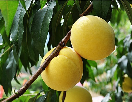 黄金鲜食蜜脆桃，黄桃树苗，黄桃新品种，新品种桃树苗，黄桃树苗
