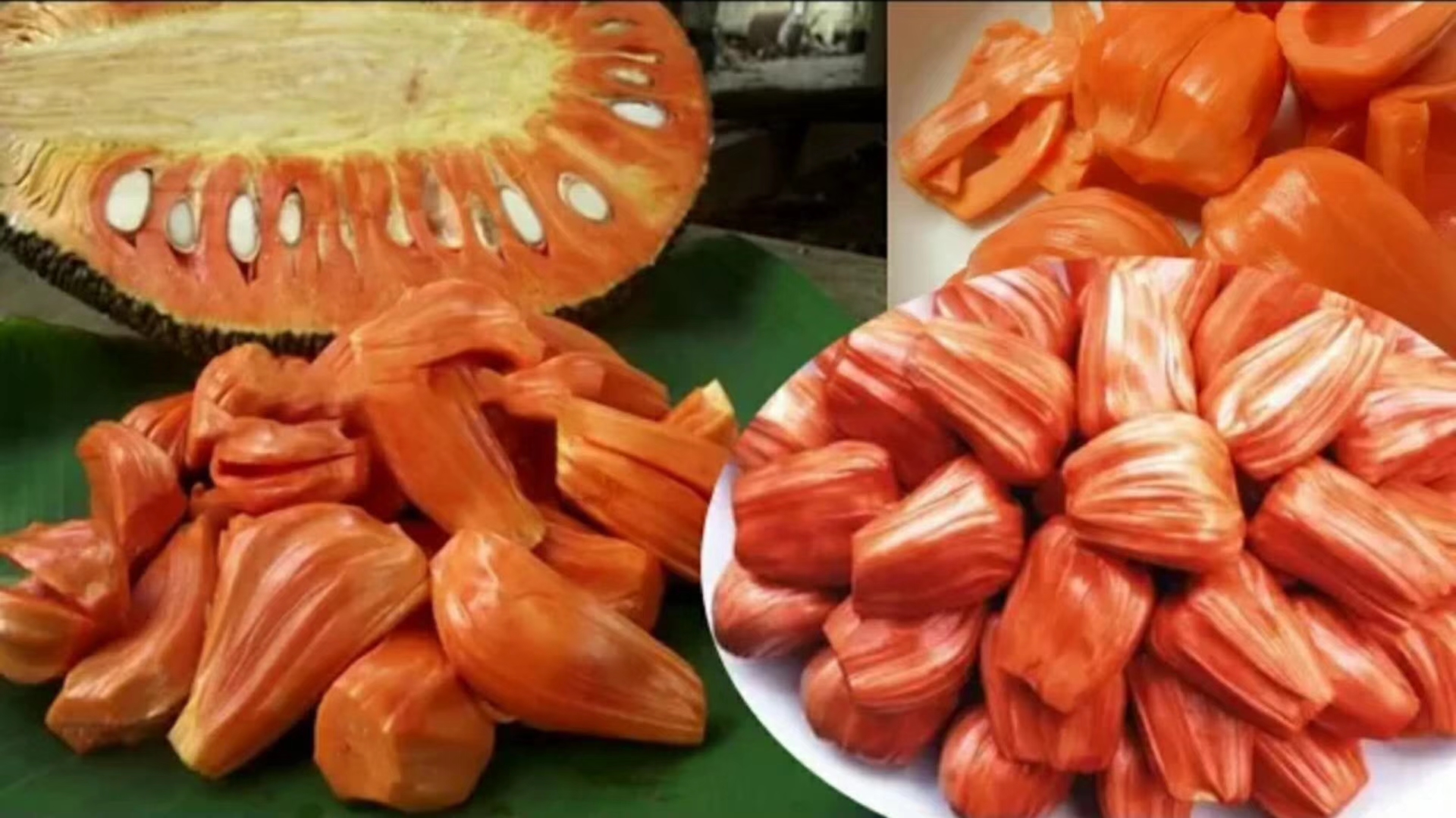 泰国红肉菠萝蜜 树苗马来西亚一号菠萝蜜树苗四季菠萝蜜树苗。 泰国红肉菠萝蜜树苗