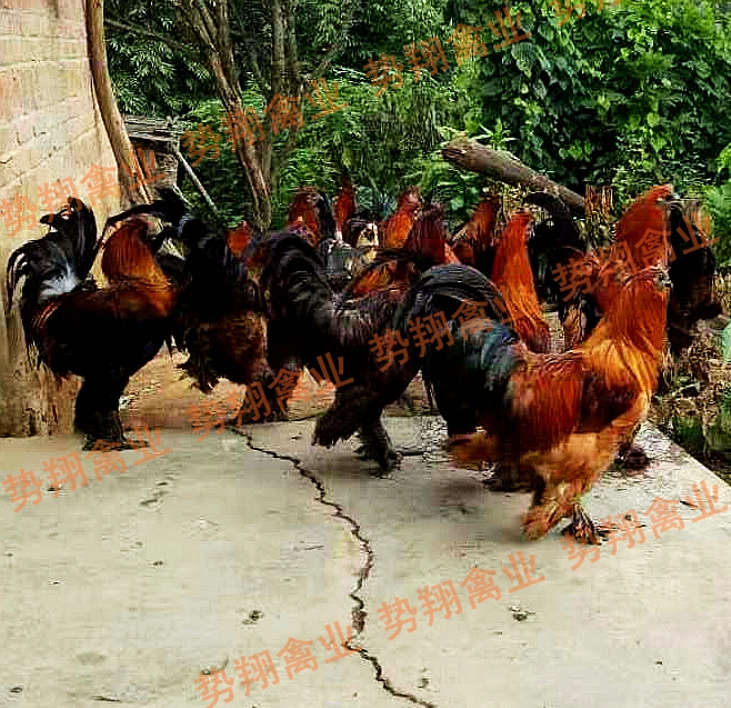 昆明市无量山土鸡苗无量山乌骨鸡苗乌鸡苗厂家