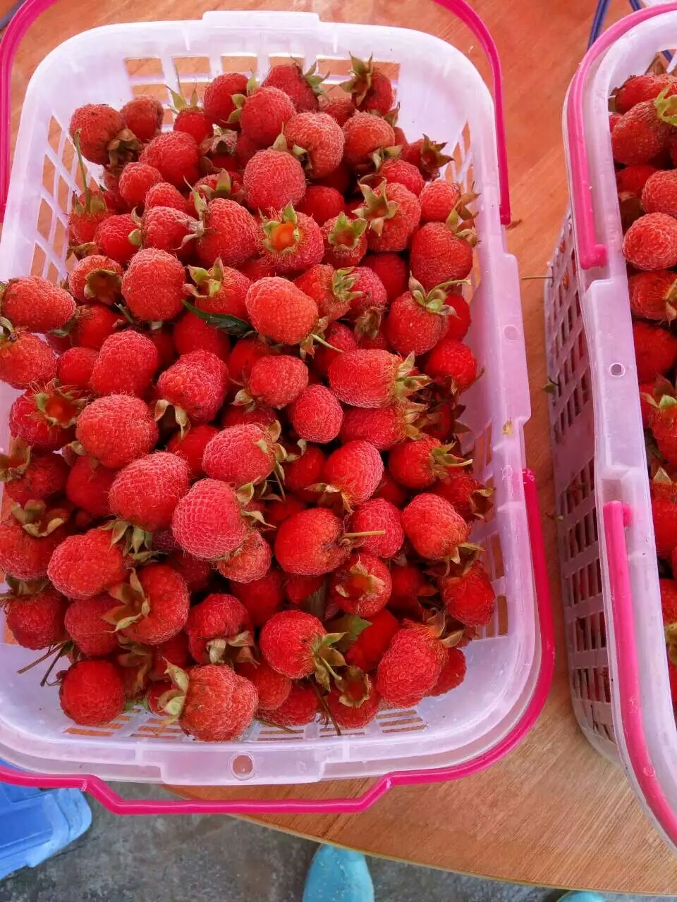 开发野生多汁红树莓苗厂家