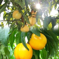 中油21号油桃 中油21号油桃新品种，优质油桃，油桃新品种，油桃树苗，油桃树苗价格