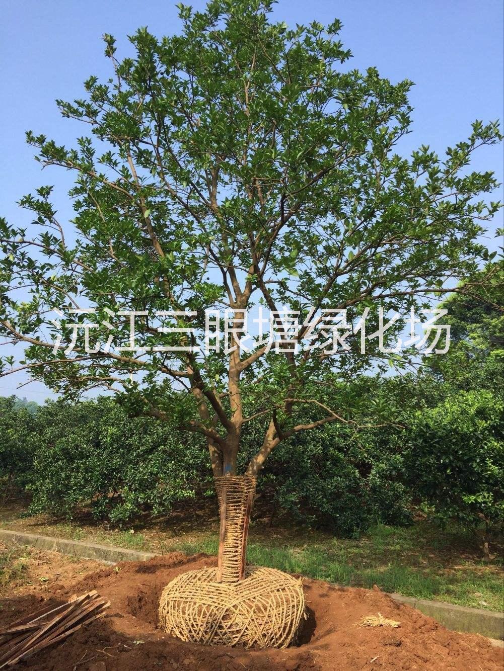 湖南香泡树种植基地|湖南20公分香泡树价格|湖南基地直供香泡树|香泡树
