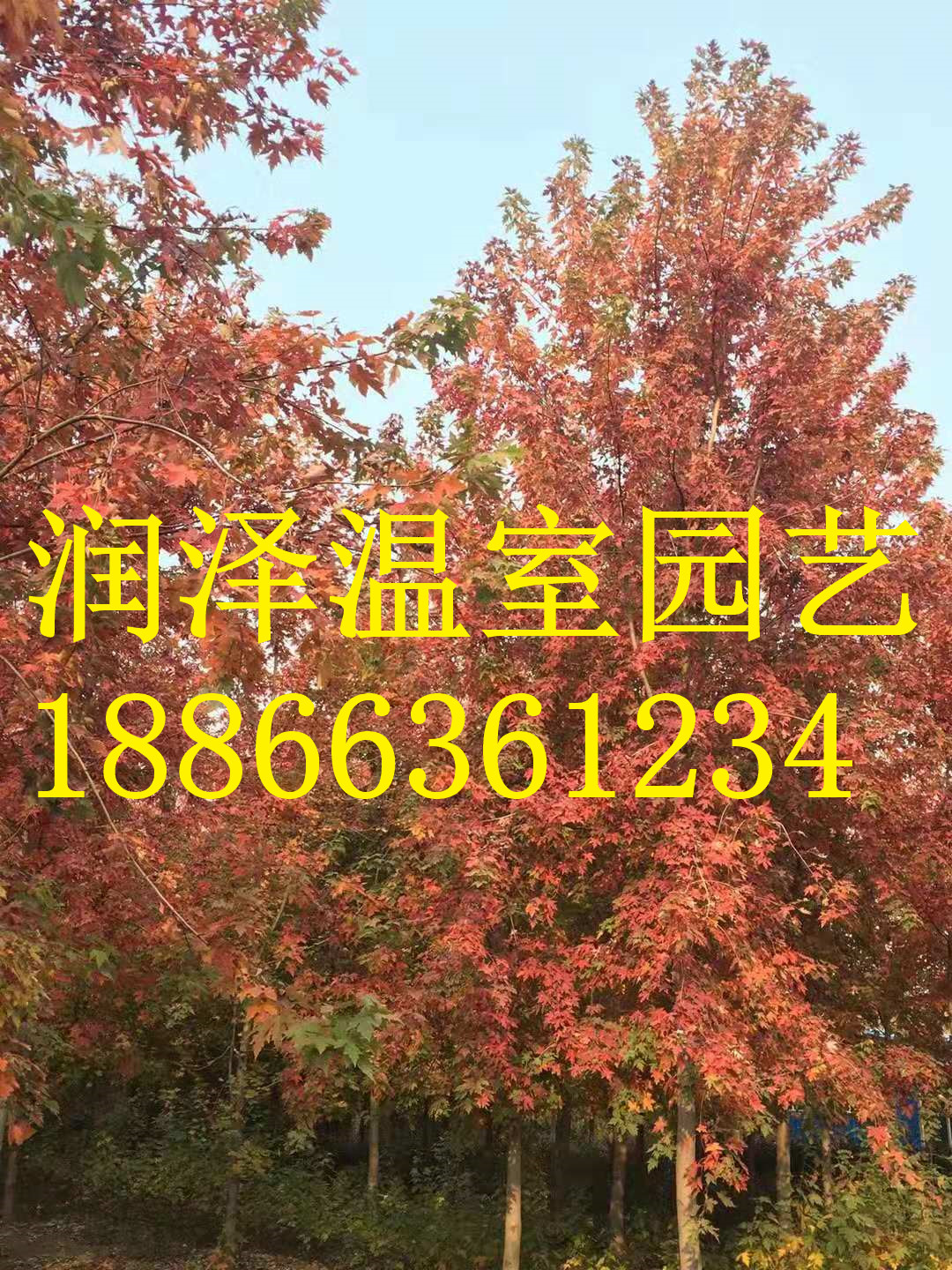 潍坊市美国灌木玉兰红点红枫槲栎厂家