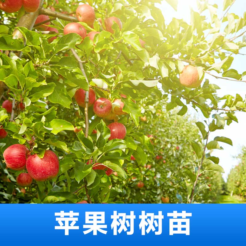 苹果树树苗 苹果树树苗批发 苹果树树苗价格 苹果苗木 厂家直销 品质保障