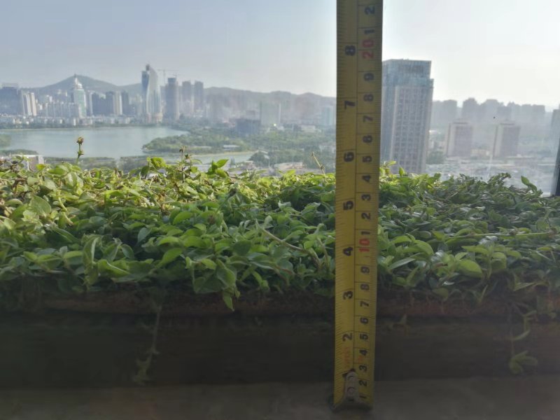 深圳市锦竹草坪洋竹草坪厂家锦竹草坪洋竹草坪楼顶隔热绿化植物对比