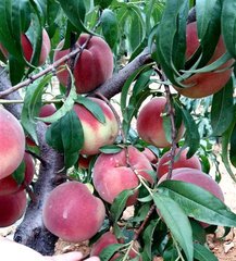 秋彤桃 ，秋彤桃新品种，新品种桃树苗，优质桃树苗，桃树苗新品种，优质树苗价格