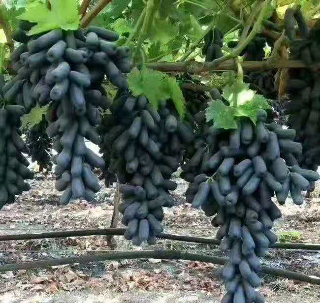 台州市葡萄厂家