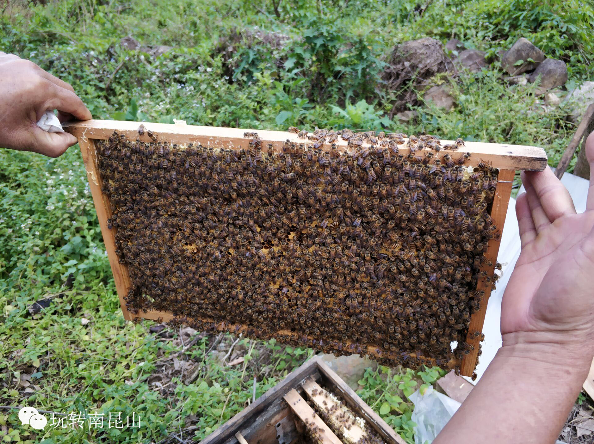 正宗农家酿制深山林里天然土蜂蜜