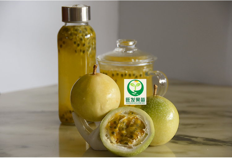 台湾新品种黄金百香果苗甜度高  当年结果抗病性强经济效益高图片