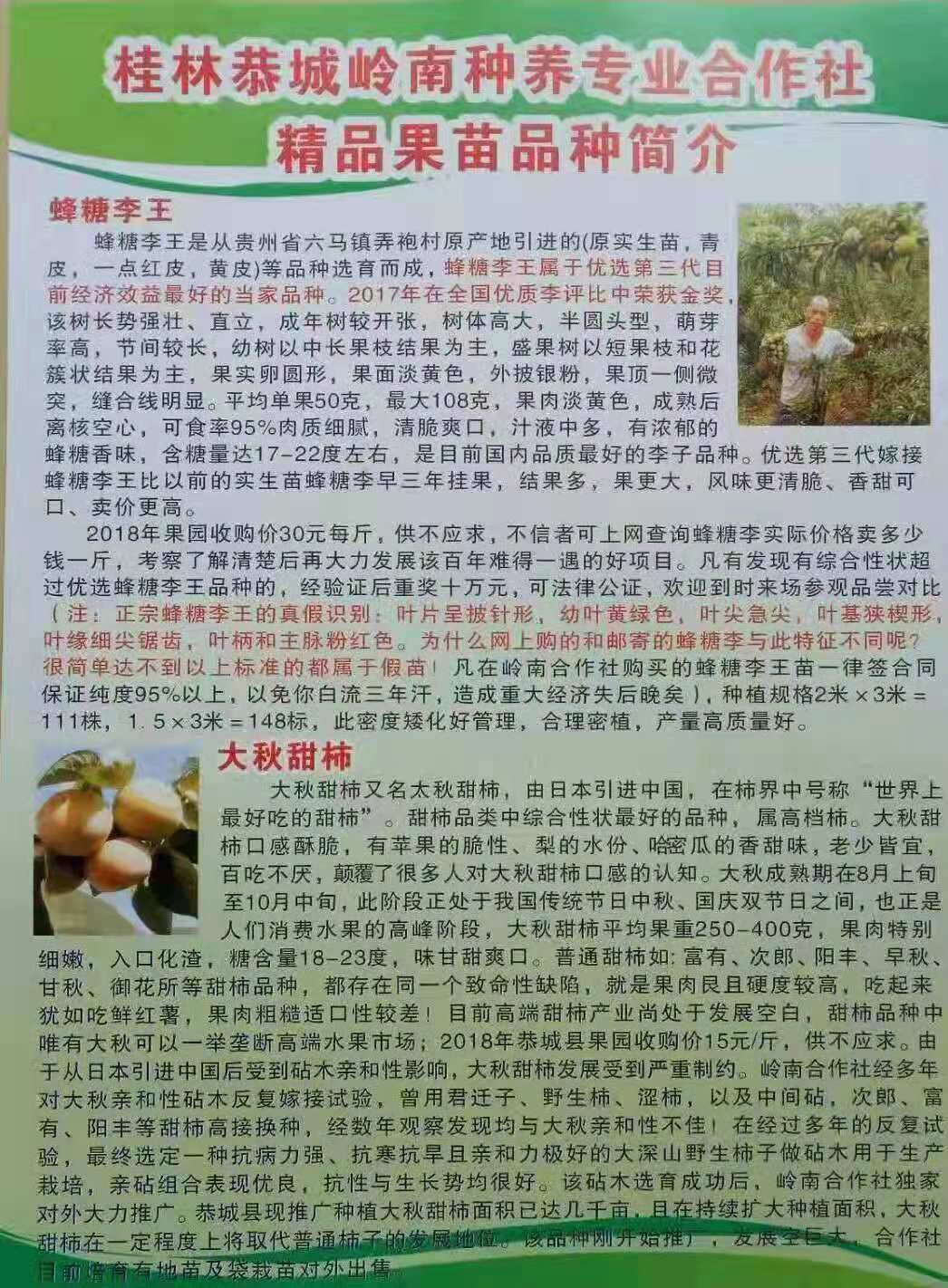 广西桂林蜂糖李苗基地-广西桂林蜂糖李子苗厂家批发图片