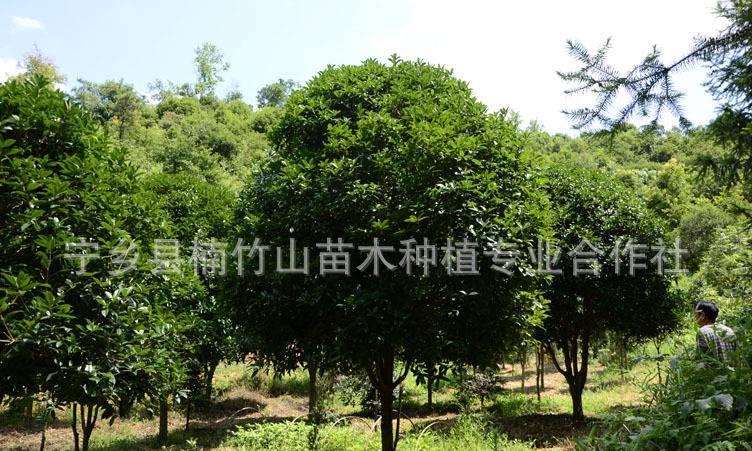 长沙市银桂厂家高品质银桂 批发出售绿化苗木桂花树