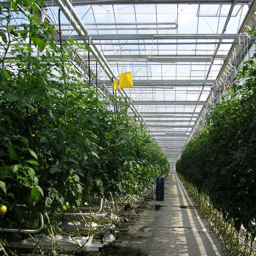 玻璃无土栽培温室 无土栽培种植 无土栽培种植用哪种材料的温室大棚好