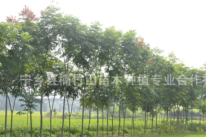 湖南黄山栾树 良好绿化用树 厂家直发 常绿灌木 多肉植物 山树图片