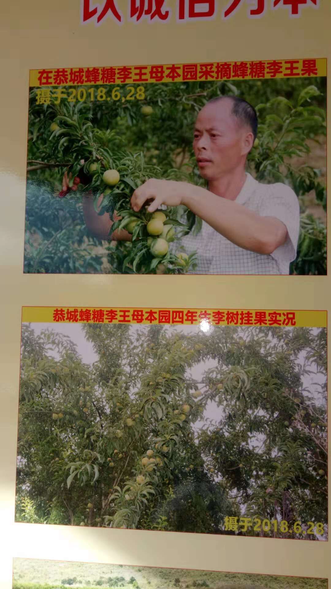 桂林市早熟凤凰李批发厂家早熟凤凰李批发，早熟凤凰李供应，早熟凤凰李基地