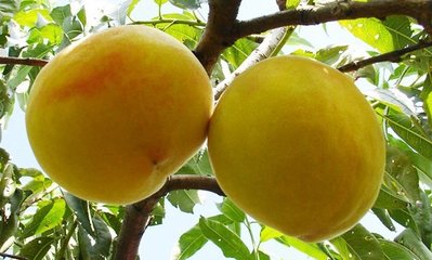 黄中皇桃，黄桃新新品种，优质黄桃，黄桃树苗，桃树新品种
