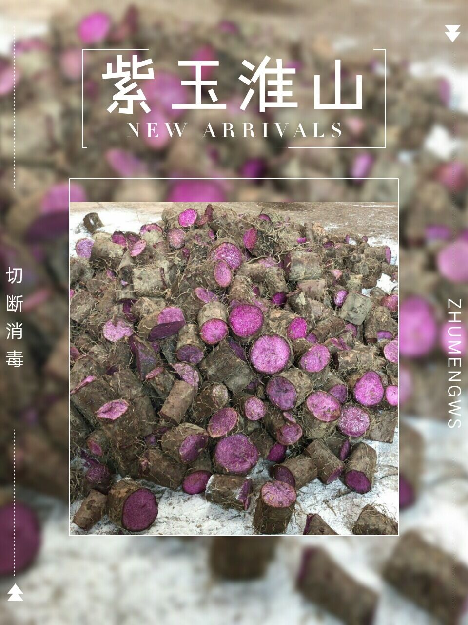 梧州市紫山药种子厂家广西紫山药种子厂家批发价格
