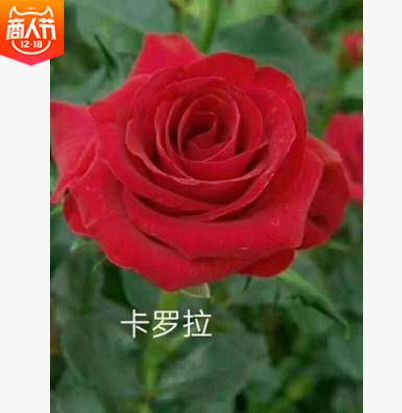 红玫瑰报价 厂家红玫瑰批发 厂家红玫瑰供应 厂家红玫瑰哪家好 厂家红玫瑰直销