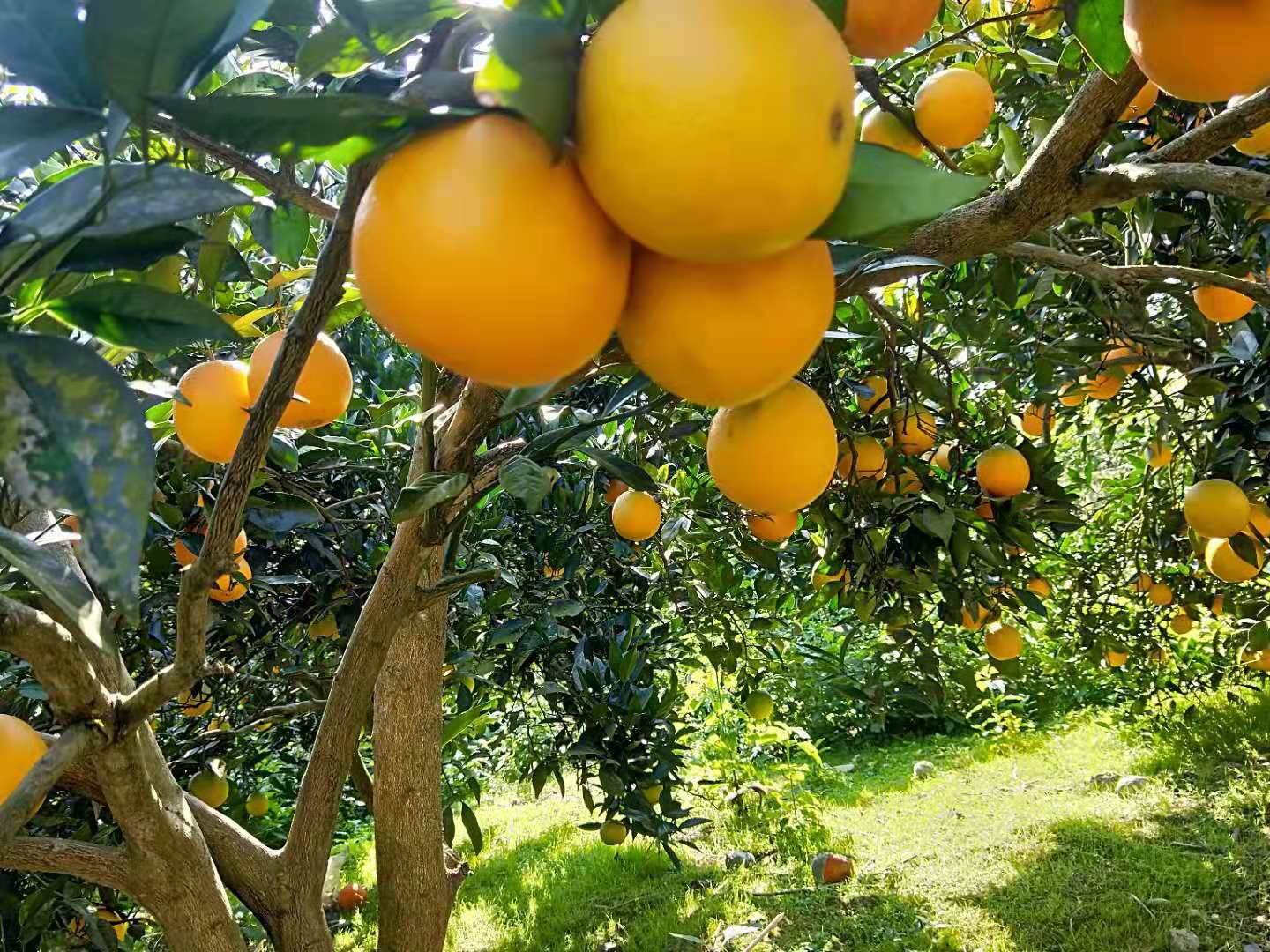 荆州市重庆哪里有纽荷尔脐橙树苗厂家