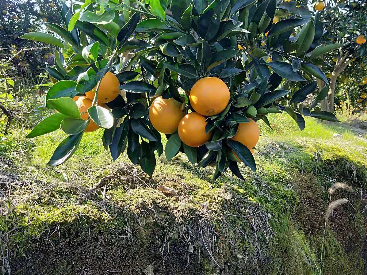 重庆脐橙供应商/果苗基地/厂家直销/价格/报价/图片图片