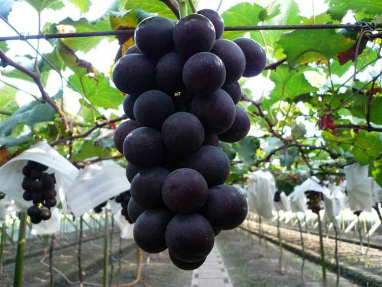 巨峰葡萄品种 优质巨峰葡萄品种，葡萄树苗，葡萄新品种，新品种葡萄树苗