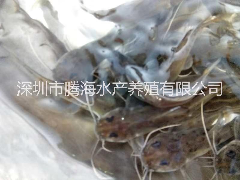 广州市刀鳅厂家刀鳅|刀鳅养殖方法|刀鳅多少钱一斤
