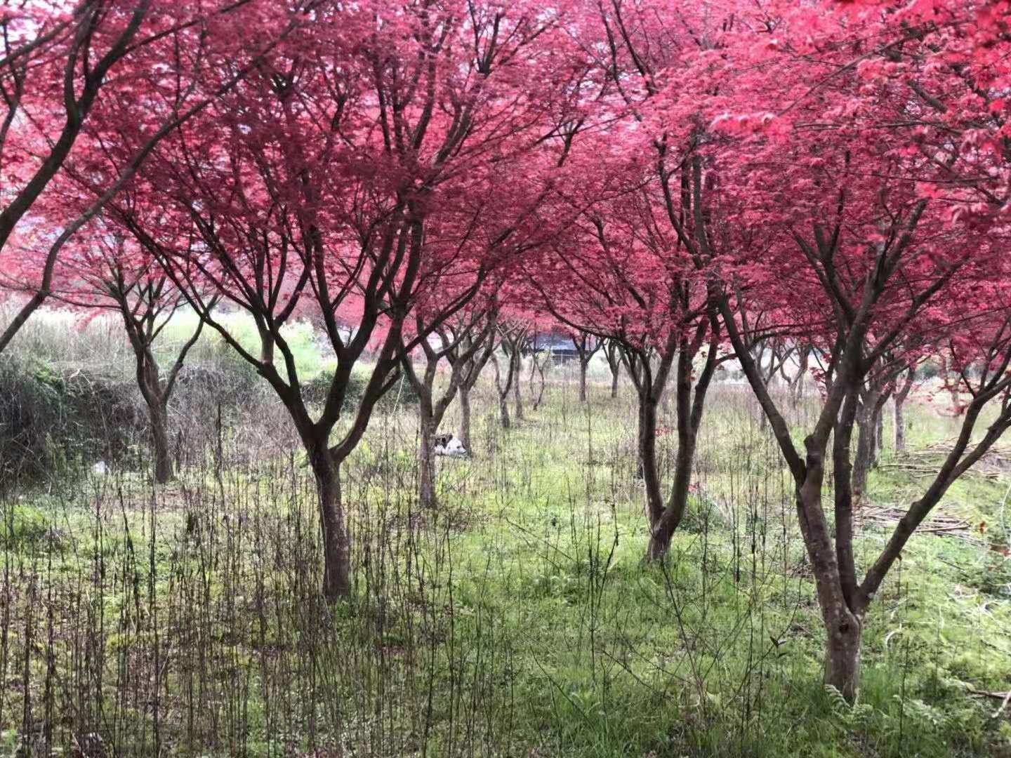 了解红枫树的种植方式图片