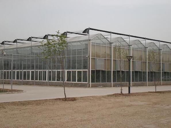 芜湖文洛型四季种植采摘玻璃温室大棚项目基地建设实体商家