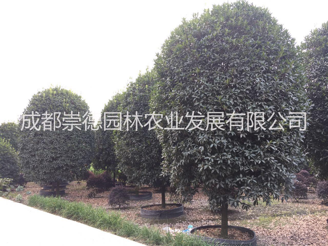 桂花树品种图片