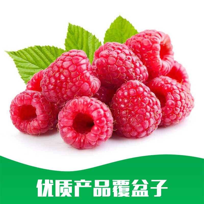 贵州直销树莓基地 盆栽地栽覆盆子苗 酸甜可口覆盆子 覆盆子果树苗图片