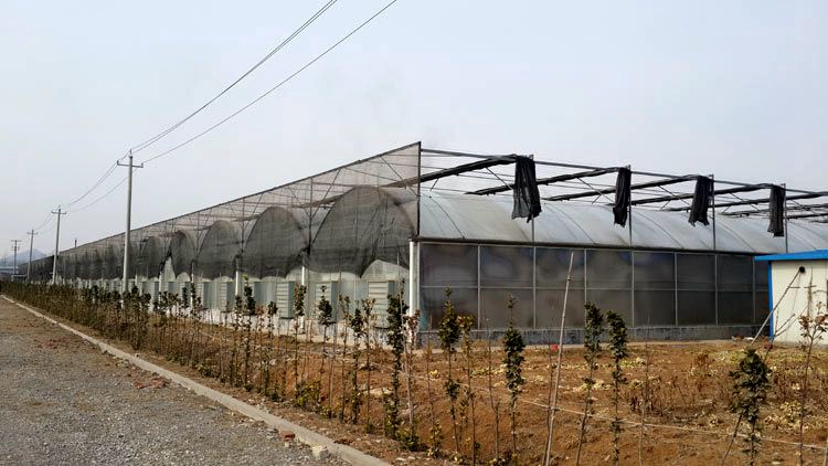 潍坊市优质阳光板温室多少钱厂家