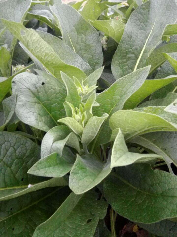 供应高产牧草种子俄罗斯饲料菜种子图片