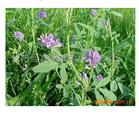 牧草紫花苜蓿种子玉米草种子图片