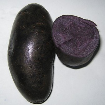 黑土豆种子供应黑土豆种子