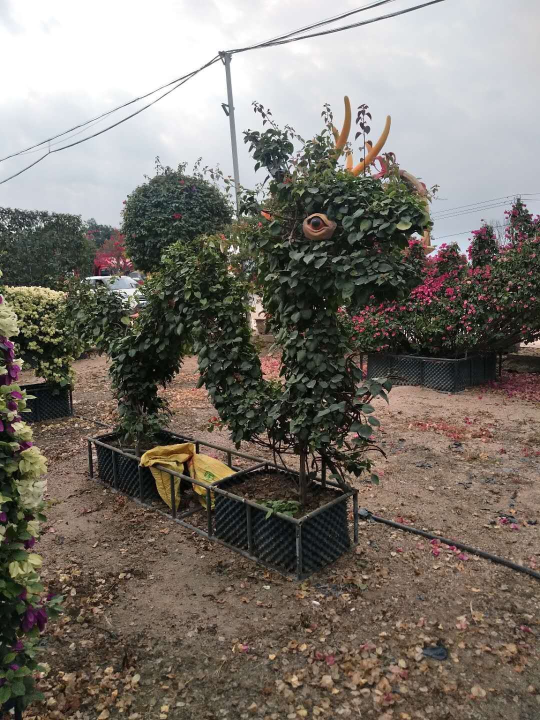 福建漳州造型三角梅款式-福建三角梅造型基地厂家批发价格图片